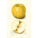 Malus domestica White Pippin - Amanda Almira Newton — weergave van het kunstwerk
