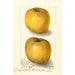 Malus domestica Yellow Newtown - Amanda Almira Newton — weergave van het kunstwerk