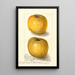 Malus domestica Yellow Newtown - Amanda Almira Newton — ingelijst kunstwerk aan de muur