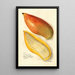 Reproductie van het schilderij Mangifera indica Amiri - Amanda Almira Newton