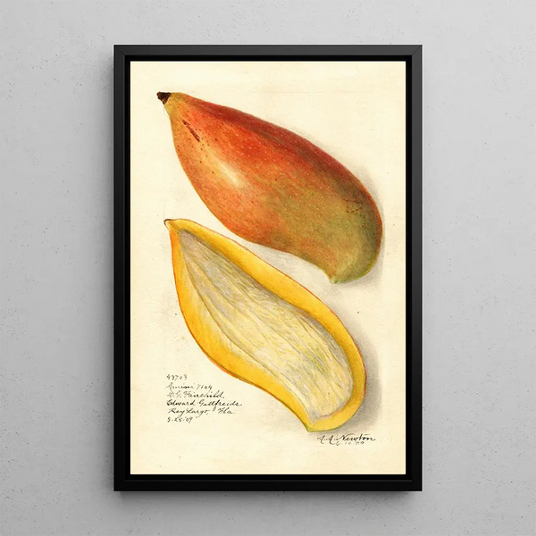 Amanda Almira Newton - Mangifera indica Amiri.webp
