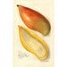 Reproductie van het schilderij Mangifera indica Amiri - Amanda Almira Newton