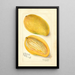 Reproductie van het schilderij Mangifera indica Cambodiana - Amanda Almira Newton