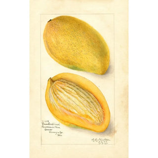 Amanda Almira Newton - Mangifera indica Cambodiana.webp
