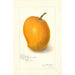 Mangifera indica Maharajah - Amanda Almira Newton — weergave van het kunstwerk