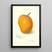 Mangifera indica Maharajah - Amanda Almira Newton — ingelijst kunstwerk aan de muur