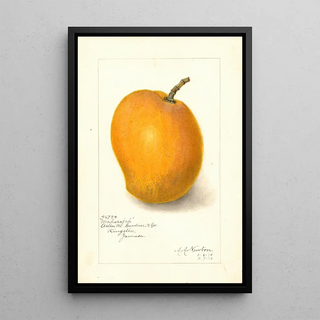 Amanda Almira Newton - Mangifera indica Maharajah.webp