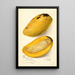 Reproductie van het schilderij Mangifera indica No - Amanda Almira Newton