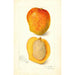 Mangifera indica Peters No - Amanda Almira Newton — weergave van het kunstwerk