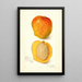 Mangifera indica Peters No - Amanda Almira Newton — ingelijst kunstwerk aan de muur