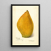 Reproductie van het schilderij Mangifera indica Sandersha - Amanda Almira Newton
