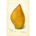 Reproductie van het schilderij Mangifera indica Sandersha - Amanda Almira Newton