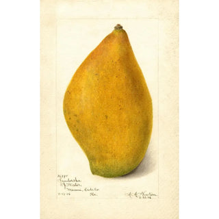 Amanda Almira Newton - Mangifera indica Sandersha.webp