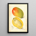 Reproductie van het schilderij Mangifera indica Totafari - Amanda Almira Newton