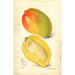 Reproductie van het schilderij Mangifera indica Totafari - Amanda Almira Newton
