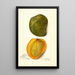 Mangifera indica White Alphonse - Amanda Almira Newton — ingelijst kunstwerk aan de muur