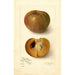 Reproductie van het schilderij Manilkara zapota No - Amanda Almira Newton