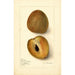 Reproductie van het schilderij Manilkara zapota - Amanda Almira Newton