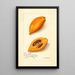 Pouteria campechiana - Amanda Almira Newton — ingelijst kunstwerk aan de muur