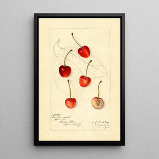 Amanda Almira Newton - Prunus avium Centennial.webp