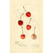 Reproductie van het schilderij Prunus avium Centennial - Amanda Almira Newton