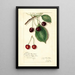 Reproductie van het schilderij Prunus avium Knight Early Red - Amanda Almira Newton