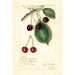 Reproductie van het schilderij Prunus avium Knight Early Red - Amanda Almira Newton
