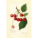 Prunus avium May Duke - Amanda Almira Newton — weergave van het kunstwerk