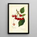 Prunus avium May Duke - Amanda Almira Newton — ingelijst kunstwerk aan de muur