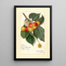 Prunus avium Rockport - Amanda Almira Newton — ingelijst kunstwerk aan de muur