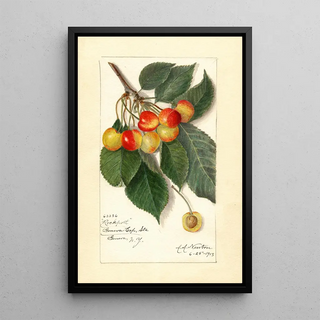 Amanda Almira Newton - Prunus avium Rockport.webp