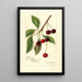 Reproductie van het schilderij Prunus avium Roditelsky - Amanda Almira Newton