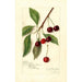 Reproductie van het schilderij Prunus avium Roditelsky - Amanda Almira Newton