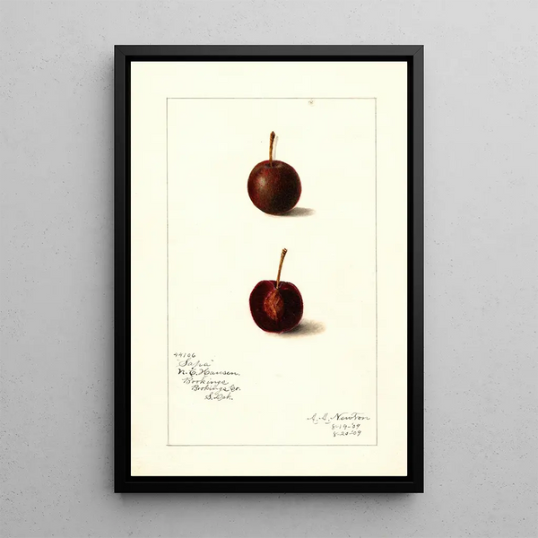 Amanda Almira Newton - Prunus avium Safra.webp