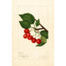 Prunus avium Sidney - Amanda Almira Newton — weergave van het kunstwerk