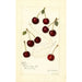 Prunus avium Suda - Amanda Almira Newton — weergave van het kunstwerk