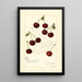 Prunus avium Suda - Amanda Almira Newton — ingelijst kunstwerk aan de muur