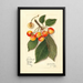 Reproductie van het schilderij Prunus avium Yellow Spanish - Amanda Almira Newton
