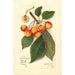 Reproductie van het schilderij Prunus avium Yellow Spanish - Amanda Almira Newton
