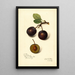 Reproductie van het schilderij Prunus domestica Late Orleans - Amanda Almira Newton