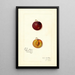 Reproductie van het schilderij Prunus domestica Mammoth Gold - Amanda Almira Newton
