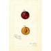 Reproductie van het schilderij Prunus domestica Mammoth Gold - Amanda Almira Newton