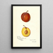 Reproductie van het schilderij Prunus domestica Prinlew - Amanda Almira Newton