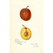 Reproductie van het schilderij Prunus domestica Prinlew - Amanda Almira Newton