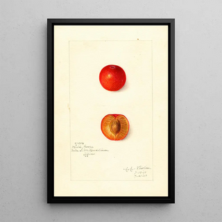 Amanda Almira Newton - Prunus domestica Wild Goose.webp