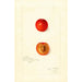 Reproductie van het schilderij Prunus domestica Wild Goose - Amanda Almira Newton