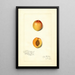 Reproductie van het schilderij Prunus mume Chas - Amanda Almira Newton
