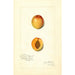 Reproductie van het schilderij Prunus mume Chas - Amanda Almira Newton