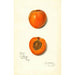 Prunus mume Sharpe - Amanda Almira Newton — weergave van het kunstwerk