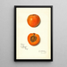 Prunus mume Sharpe - Amanda Almira Newton — ingelijst kunstwerk aan de muur